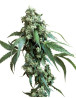 Jack Flash Regular Sensi Seeds