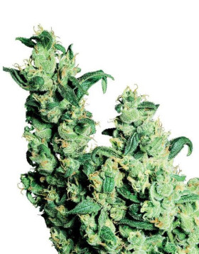 Jack Herer Regular Sensi Seeds