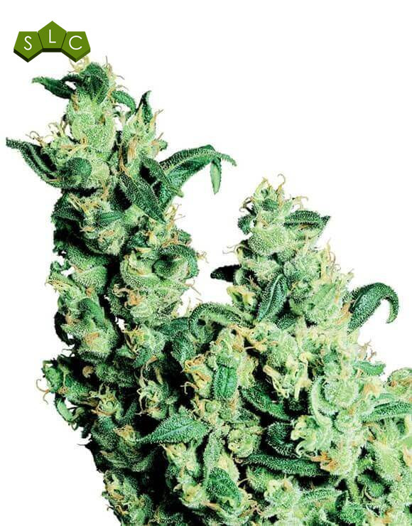 Jack Herer Regular Sensi Seeds