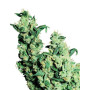 Jack Herer Regular Sensi Seeds