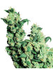 Jack Herer Regular Sensi Seeds