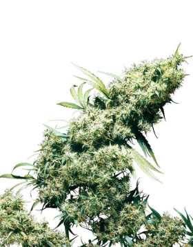 Jamaican Pearl Regular Sensi Seeds