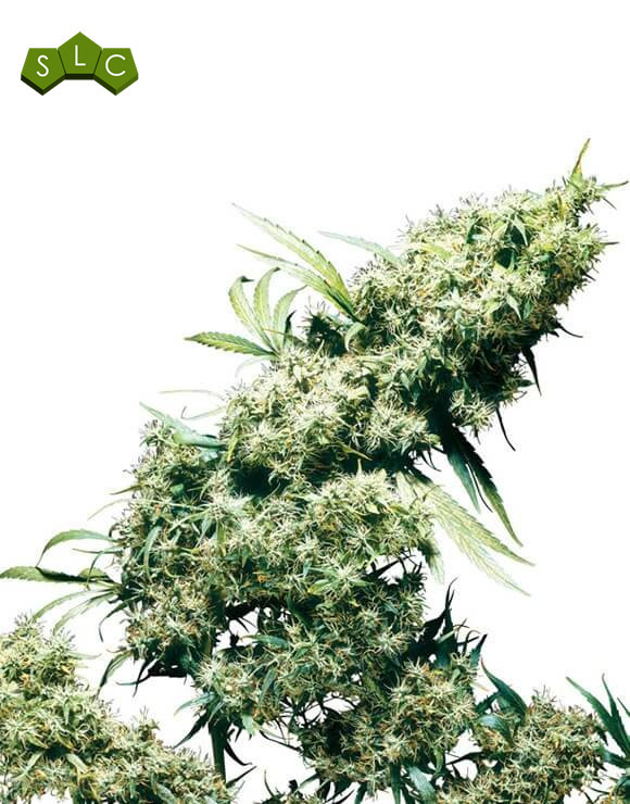 Jamaican Pearl Regular Sensi Seeds