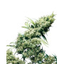 Jamaican Pearl Regular Sensi Seeds