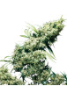 Jamaican Pearl Regular Sensi Seeds