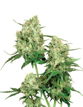 Maple Leaf Indica Regular Sensi Seeds