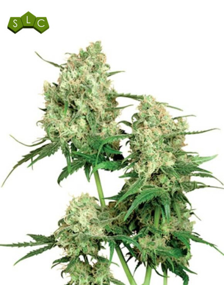 Maple Leaf Indica Regular Sensi Seeds