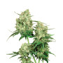 Maple Leaf Indica Regular Sensi Seeds