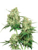 Maple Leaf Indica Regular Sensi Seeds