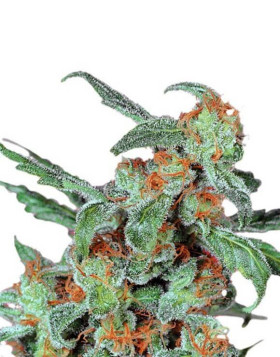 Marihuana Orange Bud Regular - Compra Mejor Precio - SemillasLowCost
