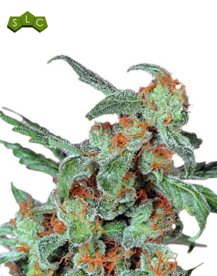 Marihuana Orange Bud Regular - Compra Mejor Precio - SemillasLowCost