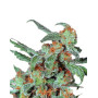 Marihuana Orange Bud Regular - Compra Mejor Precio - SemillasLowCost