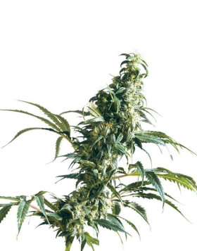 Mexican Sativa Regular Sensi Seeds