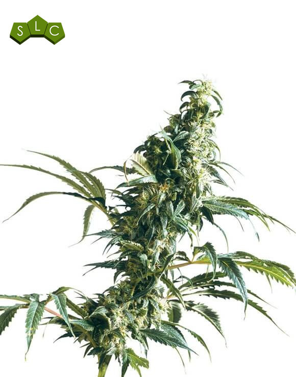 Mexican Sativa Regular Sensi Seeds