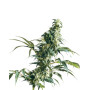 Mexican Sativa Regular Sensi Seeds