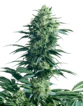 Mother's Finest Regular Sensi Seeds