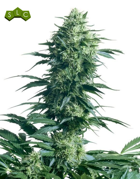 Mother's Finest Regular Sensi Seeds