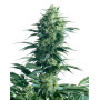 Mother's Finest Regular Sensi Seeds
