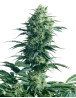Mother's Finest Regular Sensi Seeds