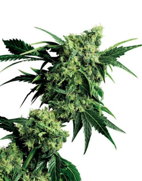 Mr Nice G13 x Hash Plant Regular Sensi Seeds
