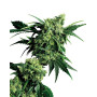 Mr Nice G13 x Hash Plant Regular Sensi Seeds