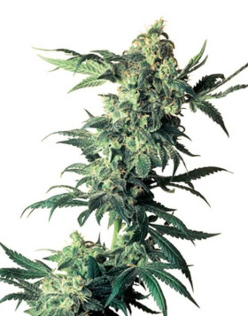 Northern Lights Sensi Seeds