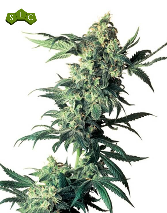 Northern Lights Sensi Seeds