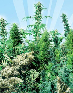 Outdoor Mix Regular Sensi Seeds