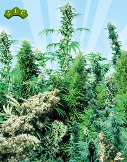 Outdoor Mix Regular Sensi Seeds