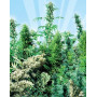 Outdoor Mix Regular Sensi Seeds