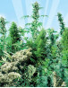 Outdoor Mix Regular Sensi Seeds