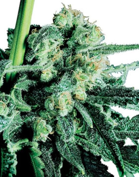 Sensi Skunk Regular Sensi Seeds