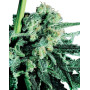 Sensi Skunk Regular Sensi Seeds