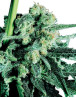 Sensi Skunk Regular Sensi Seeds