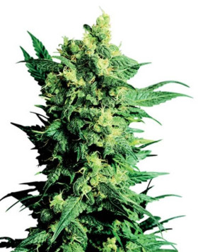 Shiva Shanti II Regular Sensi Seeds