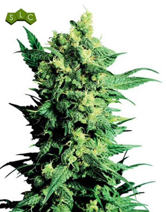 Shiva Shanti II Regular Sensi Seeds