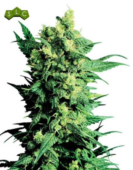 Shiva Shanti II Regular Sensi Seeds