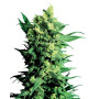 Shiva Shanti II Regular Sensi Seeds