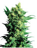 Shiva Shanti II Regular Sensi Seeds