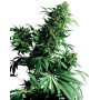 Shiva Shanti Regular Sensi Seeds