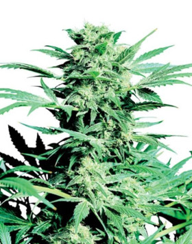 Shiva Skunk Regular Sensi Seeds
