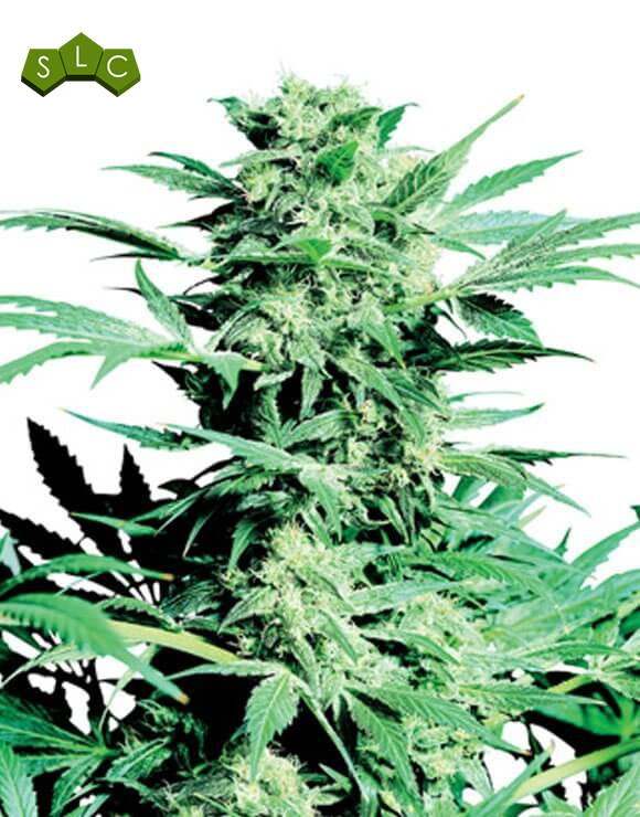 Shiva Skunk Regular Sensi Seeds