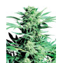 Shiva Skunk Regular Sensi Seeds