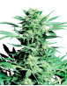 Shiva Skunk Regular Sensi Seeds