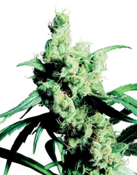 Silver Haze Regular Sensi Seeds