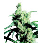 Silver Haze Regular Sensi Seeds