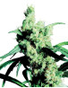 Silver Haze Regular Sensi Seeds