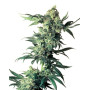 Northern Lights Regular Sensi Seeds
