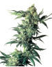 Northern Lights Regular Sensi Seeds