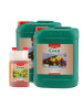 Coco A Canna